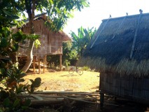 Village birman