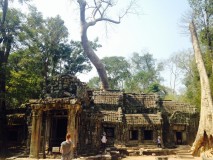 Ta Prohm - Temple des arbres